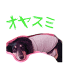 ミケネコとワンコ（個別スタンプ：16）