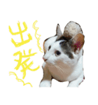 ミケネコとワンコ（個別スタンプ：21）