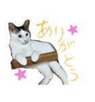 ミケネコとワンコ（個別スタンプ：23）