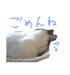 ミケネコとワンコ（個別スタンプ：24）