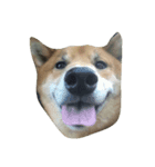 すまちび物語（個別スタンプ：1）