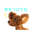 woolたん3（個別スタンプ：1）