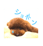 woolたん3（個別スタンプ：2）