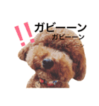 woolたん3（個別スタンプ：3）