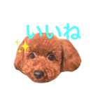 woolたん3（個別スタンプ：14）