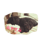 チョコ・ハル・ブルー（個別スタンプ：2）
