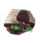 チョコ・ハル・ブルー（個別スタンプ：5）