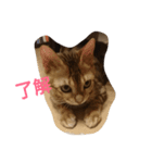 ウチのこねこ（個別スタンプ：1）