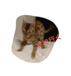 ウチのこねこ（個別スタンプ：5）