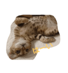 ウチのこねこ（個別スタンプ：7）