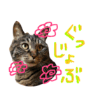 きぃちゃんの日々（個別スタンプ：1）