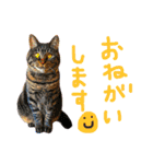 きぃちゃんの日々（個別スタンプ：3）