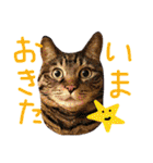 きぃちゃんの日々（個別スタンプ：7）