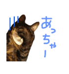 きぃちゃんの日々（個別スタンプ：12）