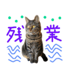 きぃちゃんの日々（個別スタンプ：17）