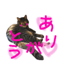 きぃちゃんの日々（個別スタンプ：19）