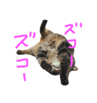 きぃちゃんの日々（個別スタンプ：21）