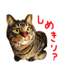 きぃちゃんの日々（個別スタンプ：24）