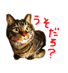 きぃちゃんの日々（個別スタンプ：25）
