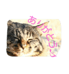 のらねこねこね2（個別スタンプ：1）