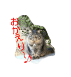 のらねこねこね2（個別スタンプ：2）