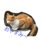 のらねこねこね2（個別スタンプ：4）