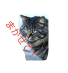 のらねこねこね2（個別スタンプ：5）