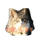 のらねこねこね2（個別スタンプ：6）