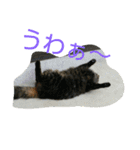 のらねこねこね2（個別スタンプ：8）