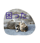 のらねこねこね2（個別スタンプ：9）