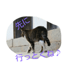 のらねこねこね2（個別スタンプ：10）
