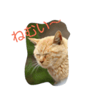 のらねこねこね2（個別スタンプ：11）