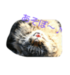 のらねこねこね2（個別スタンプ：12）