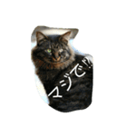 のらねこねこね2（個別スタンプ：13）