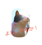 のらねこねこね2（個別スタンプ：15）