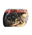 のらねこねこね2（個別スタンプ：16）