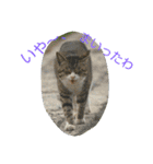 のらねこねこね2（個別スタンプ：20）