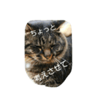 のらねこねこね2（個別スタンプ：21）