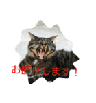 のらねこねこね2（個別スタンプ：22）