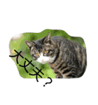 のらねこねこね2（個別スタンプ：23）