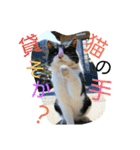 のらねこねこね2（個別スタンプ：24）