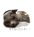 山田さんちの愉快な仲間達♡（個別スタンプ：3）