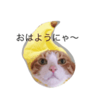 ねこの1日スタンプ2（個別スタンプ：1）