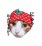ねこの1日スタンプ2（個別スタンプ：2）
