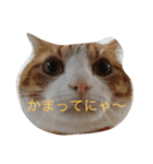 ねこの1日スタンプ2（個別スタンプ：5）