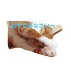 ねこの1日スタンプ2（個別スタンプ：6）