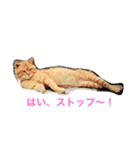 モコモコず（個別スタンプ：1）