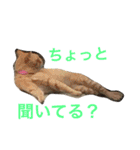 モコモコず（個別スタンプ：2）