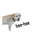 Labrador Retriever POP Sticker（個別スタンプ：5）