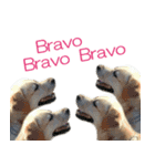 Labrador Retriever POP Sticker（個別スタンプ：6）